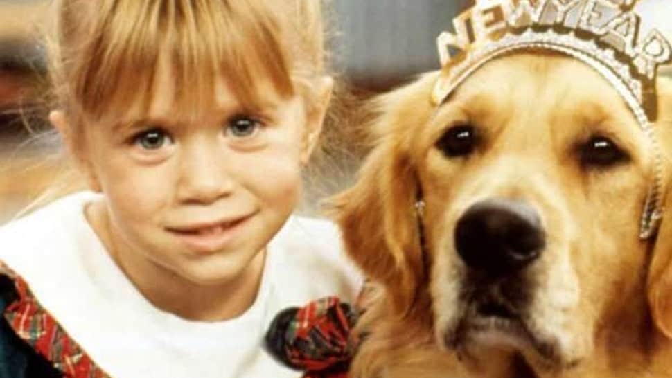 comet the golden retriever from full house
