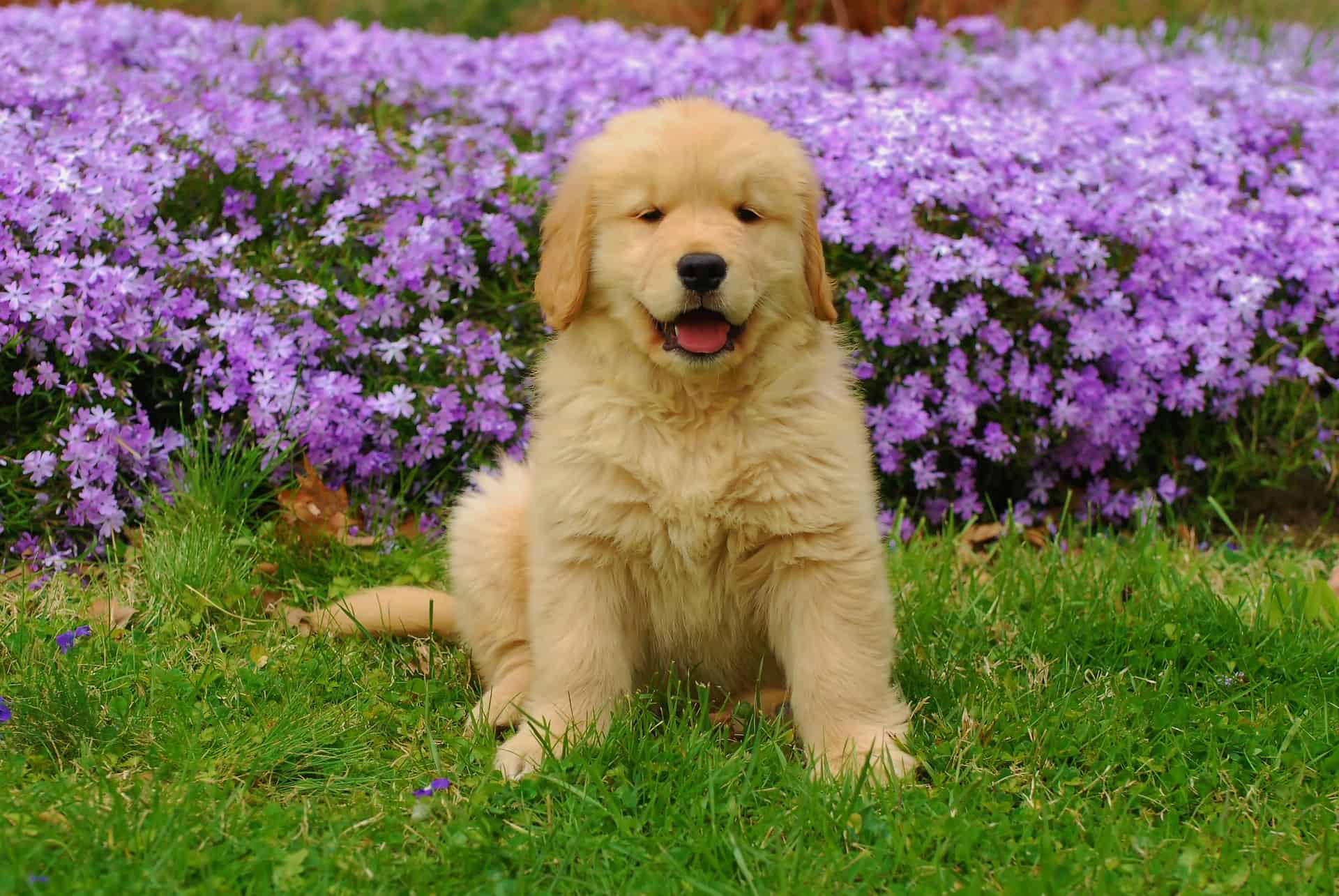 golden retriever