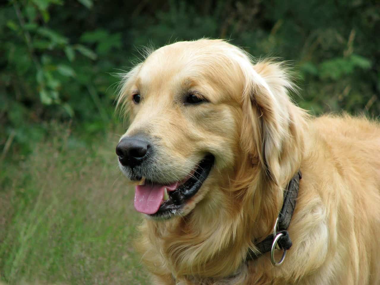 how much does it cost to adopt a golden retriever