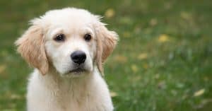 golden retriever price