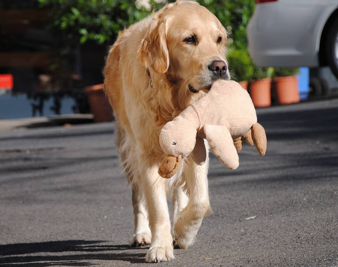 price of golden retriever
