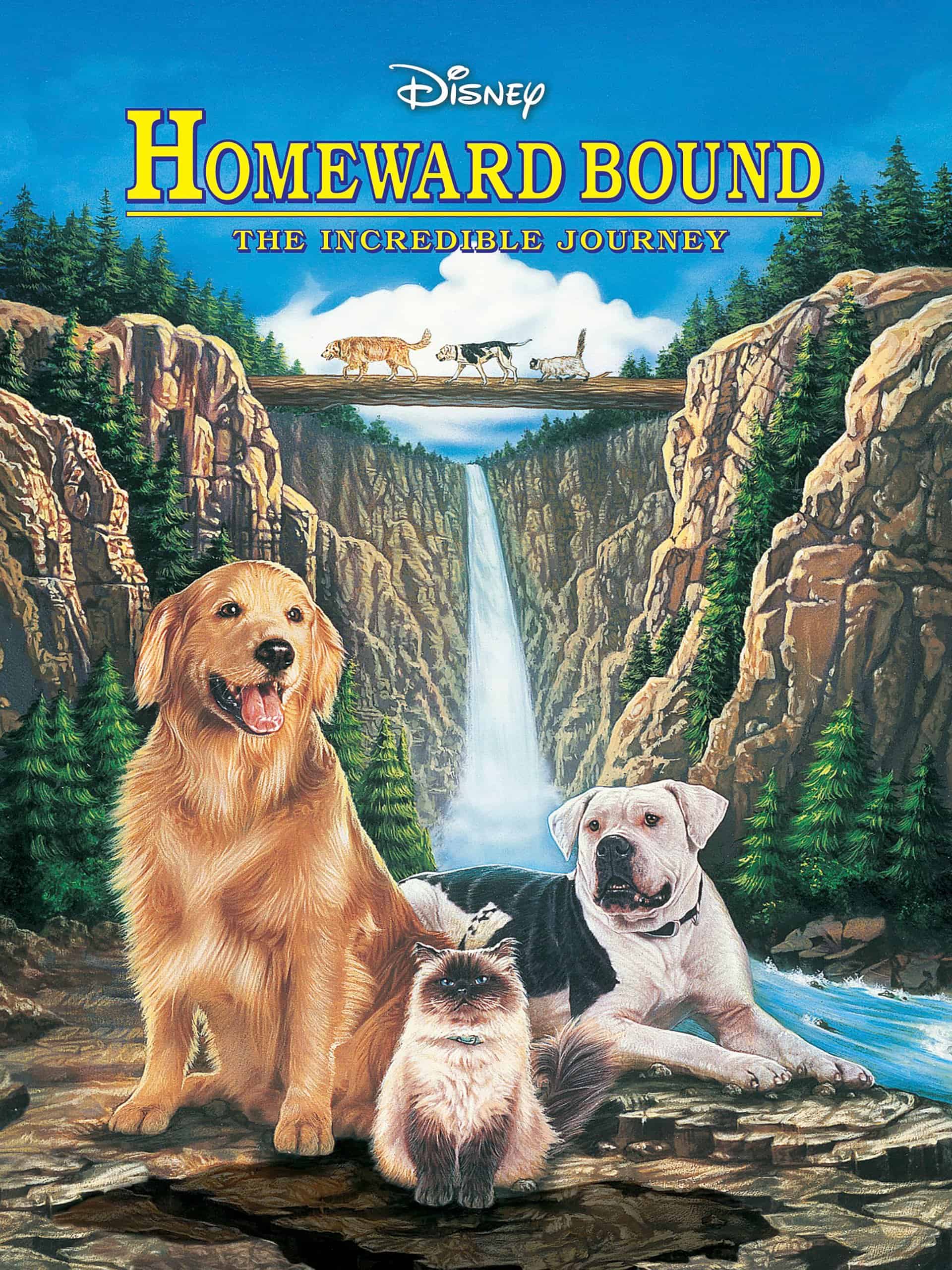 shadow golden retriever from homeward bound