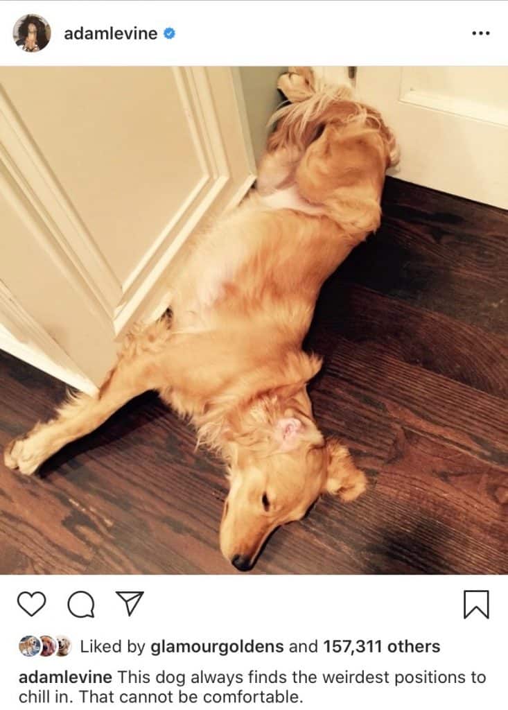 adam levine golden retriever