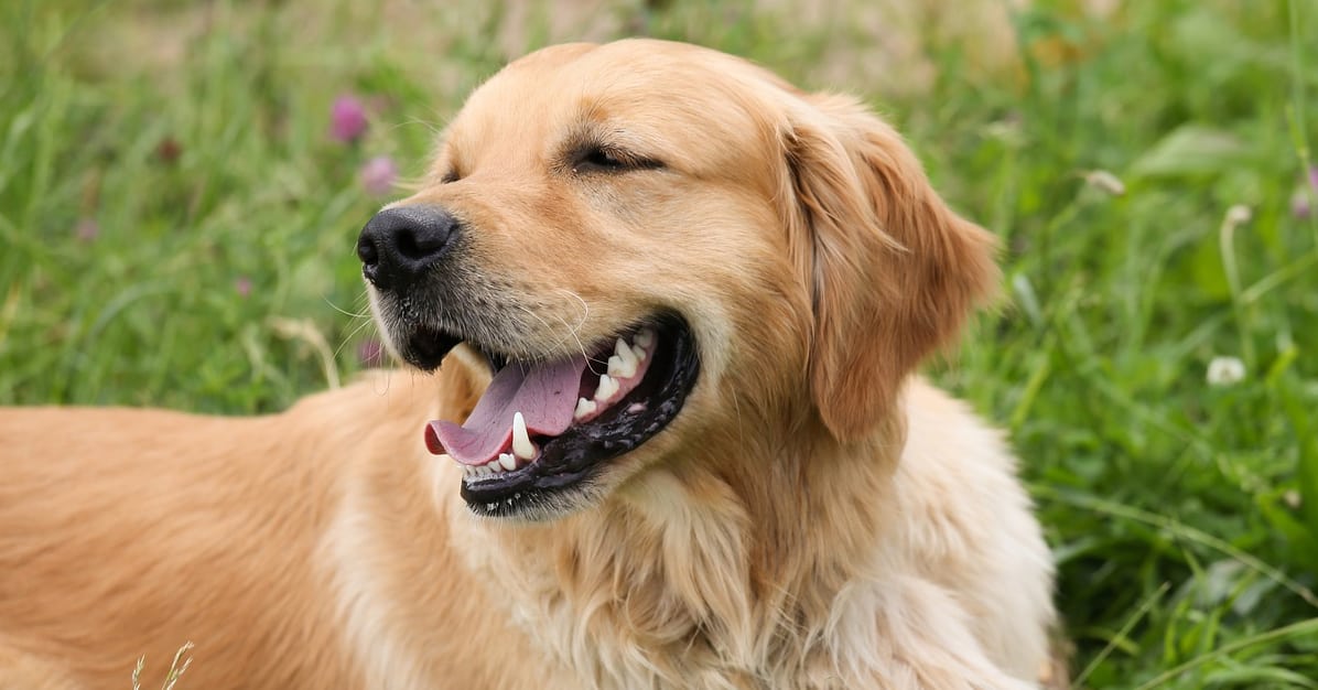 do golden retrievers shed