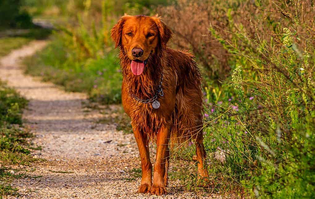 athletic field golden retriever