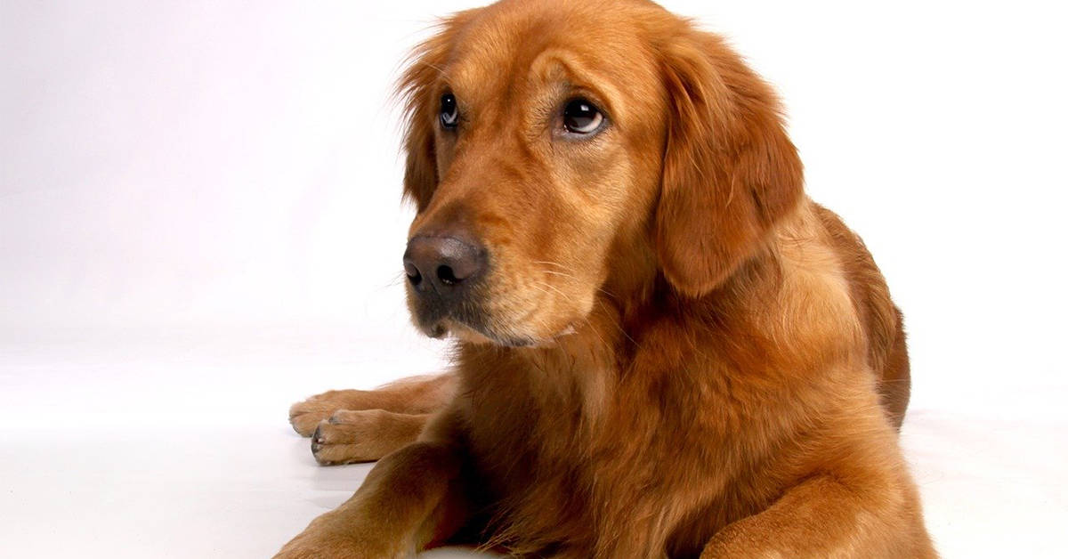golden retriever shedding