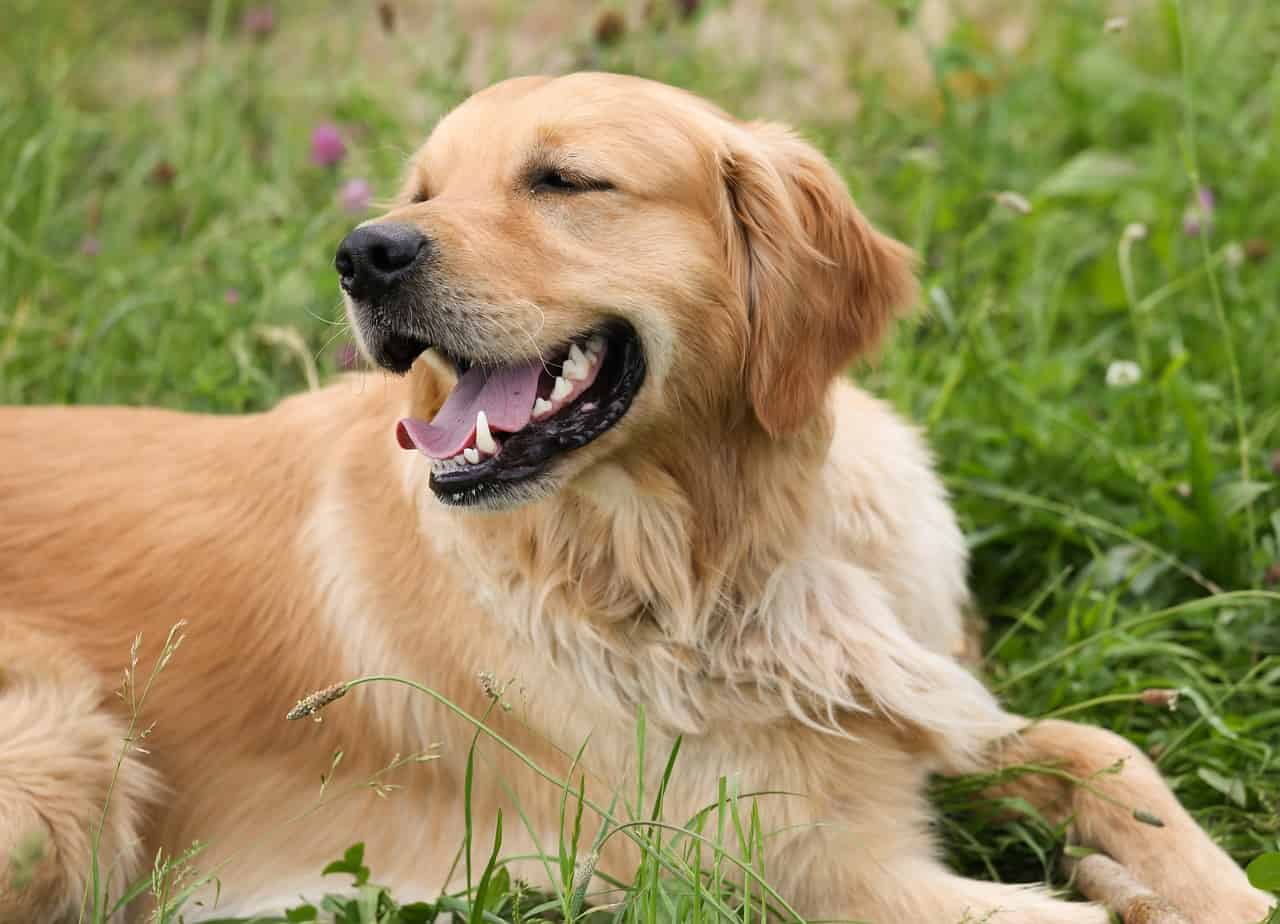 how to reduce golden retriever shedding