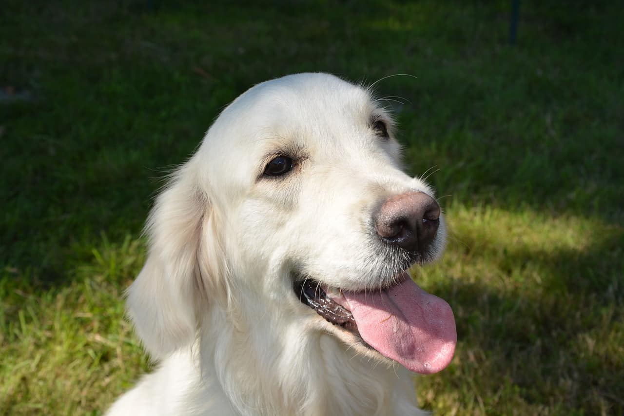 golden retriever behavior issues