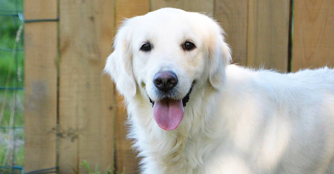 english cream white golden retriever
