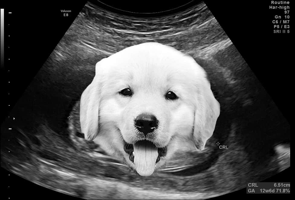 expecting a new puppy