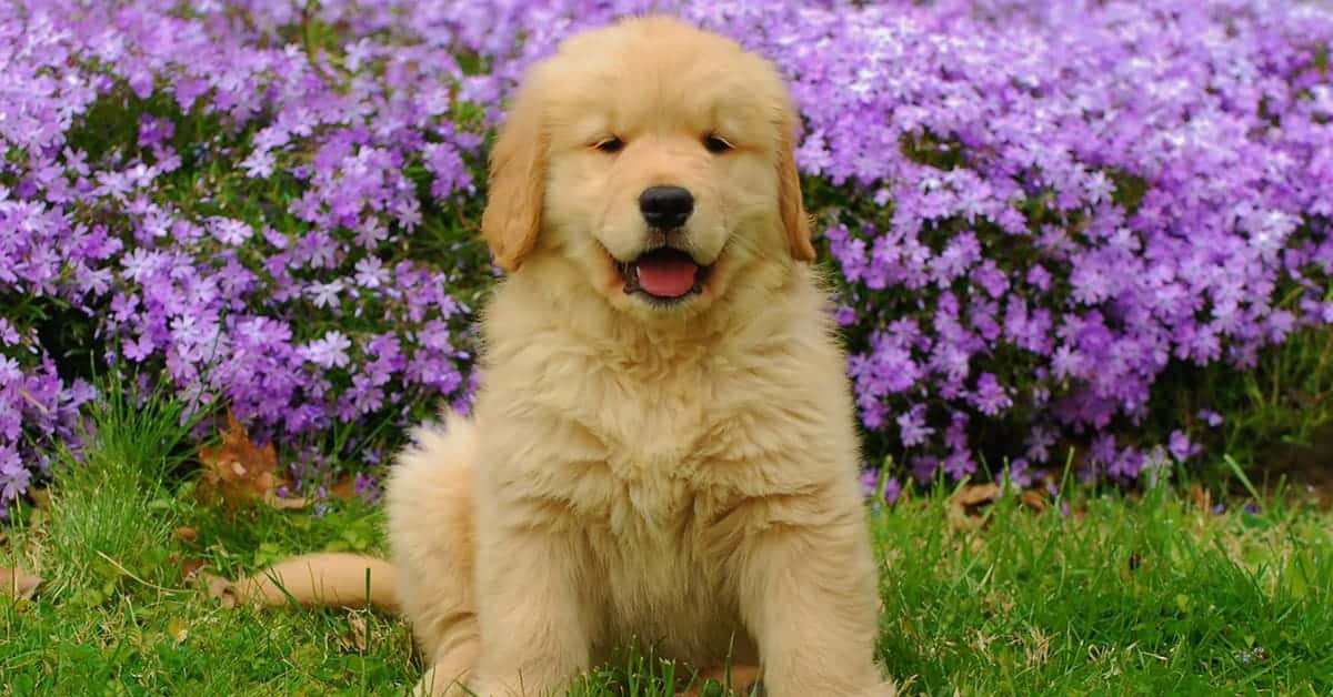 female golden retriever names
