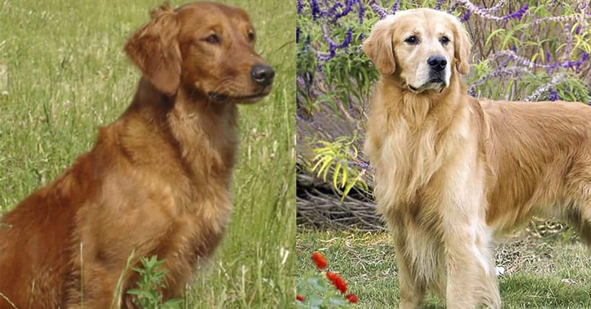 field bred golden retriever vs show golden retriever