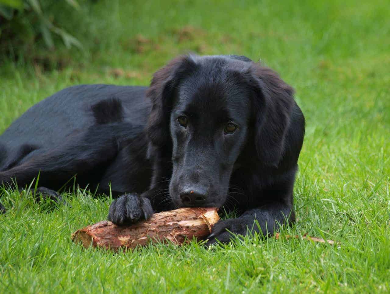 flat-coated retriever black golden retriever