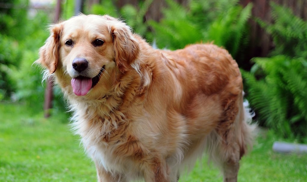 stop golden retriever shedding
