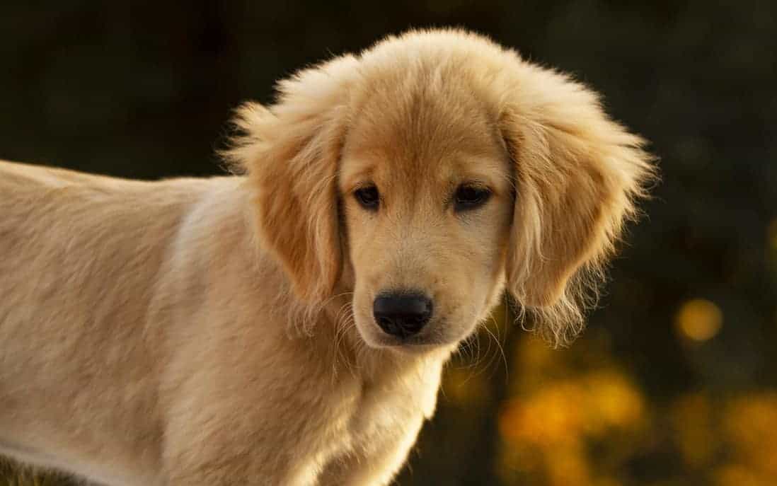 girl golden retriever names