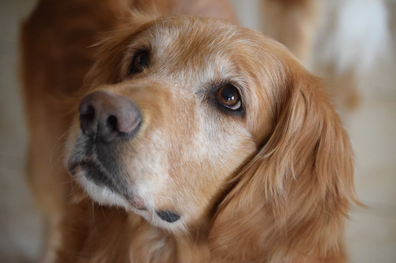 golden retriever health issues