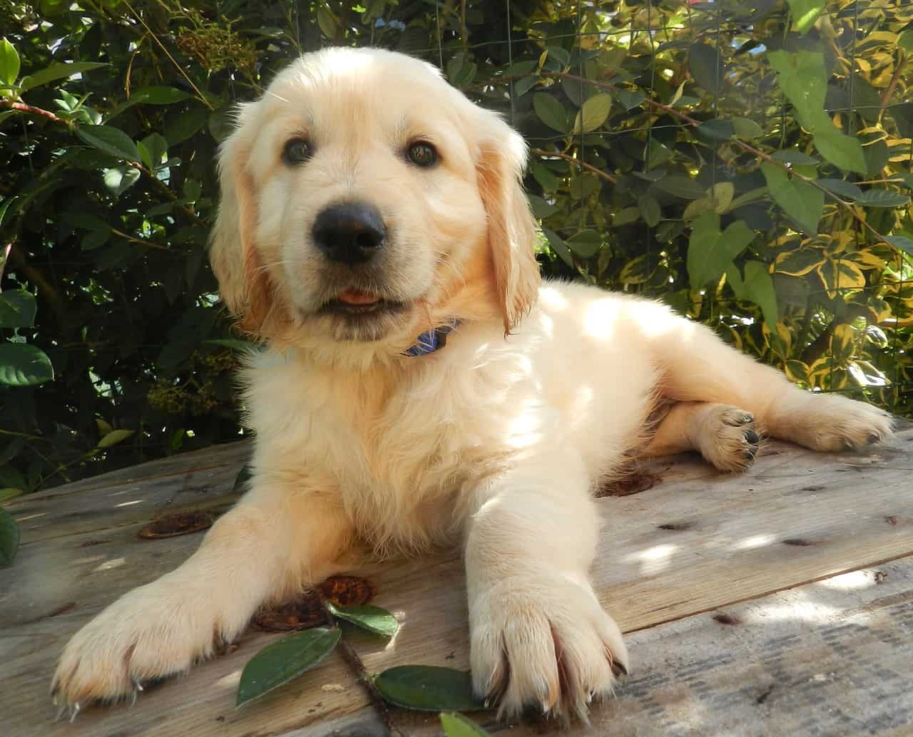 how to train your golden retriever puppy