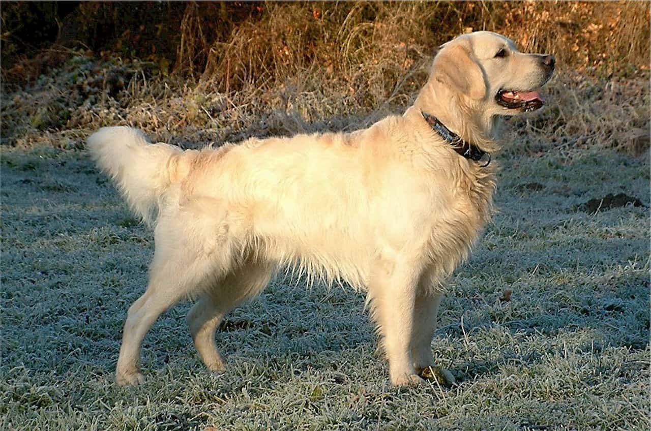 golden retriever size