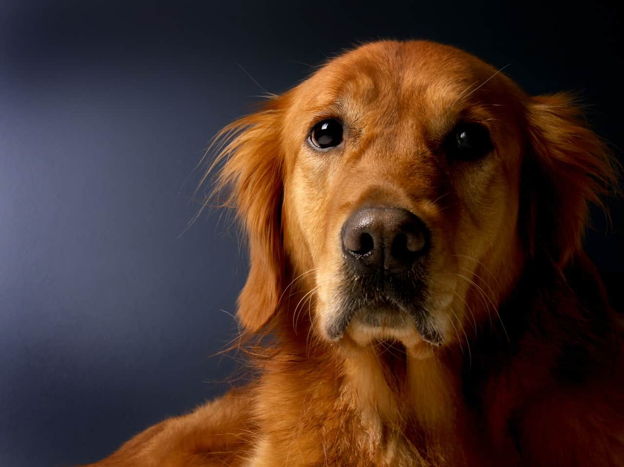 golden retriever food related health issues