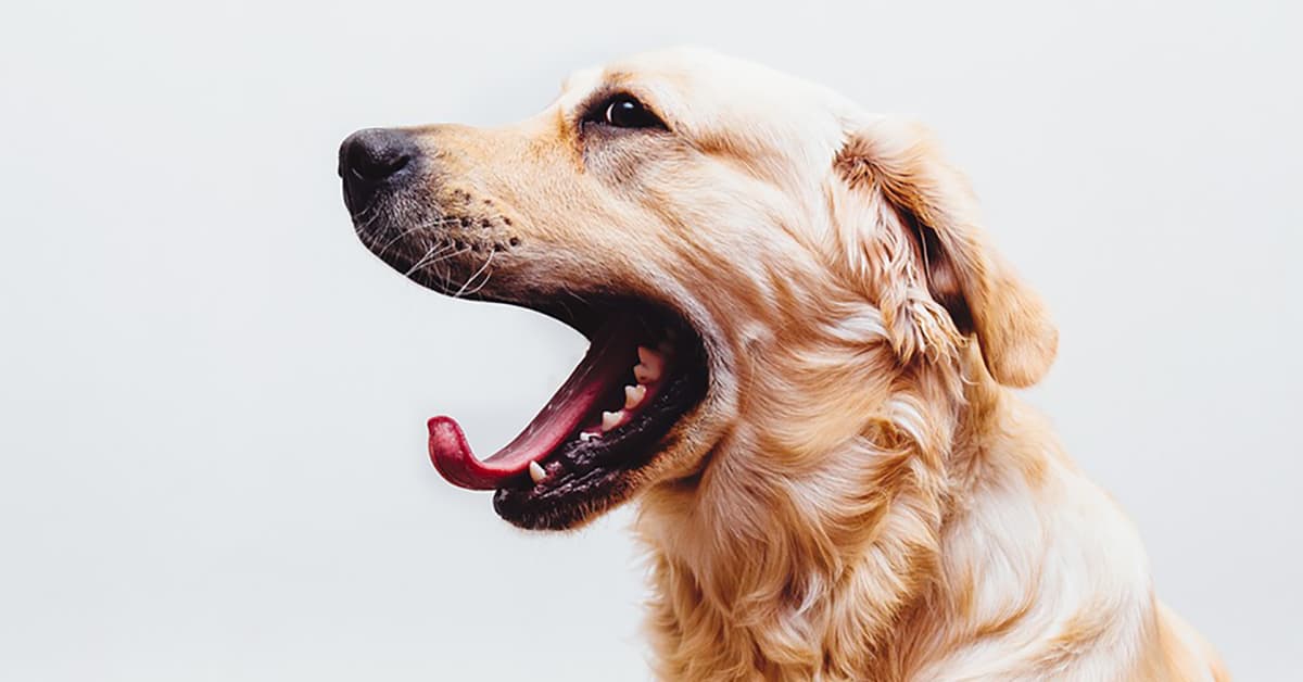 golden retriever facts