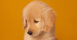 golden retriever potty training