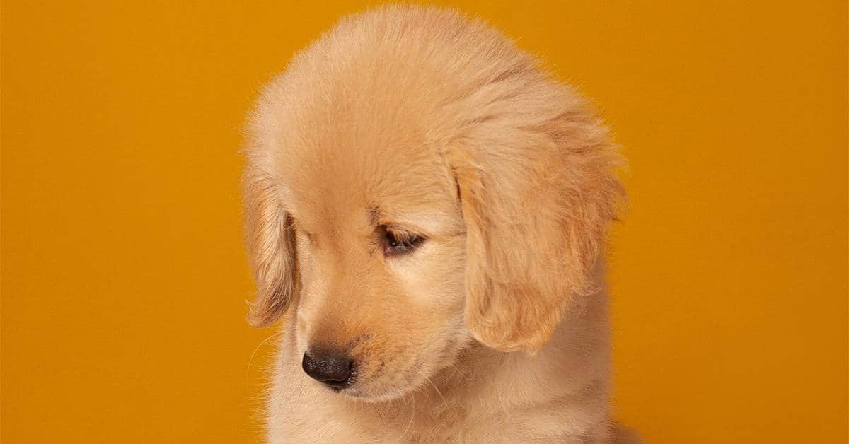 golden retriever potty training