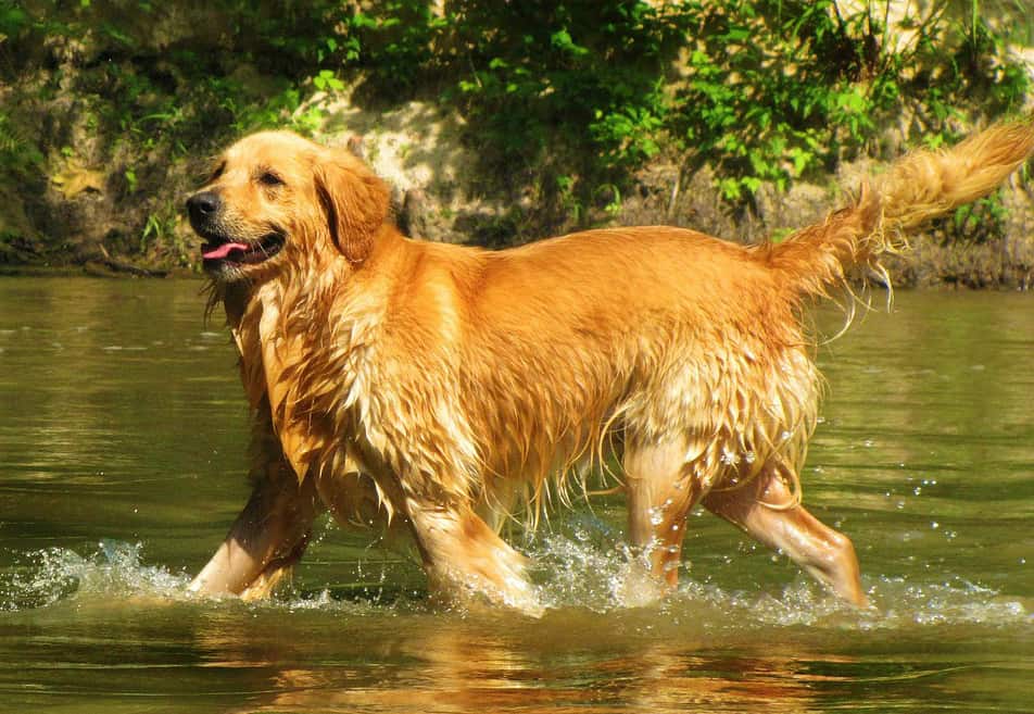 control golden retriever shedding