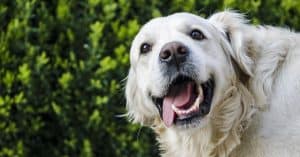 golden retriever temperament personality
