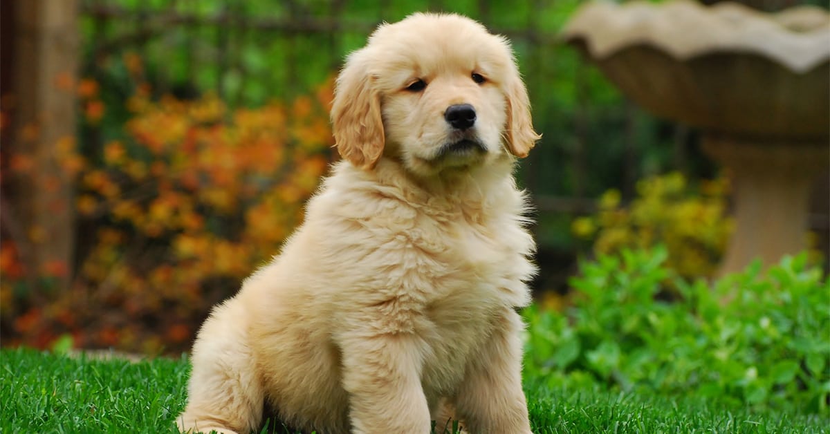 golden retriever