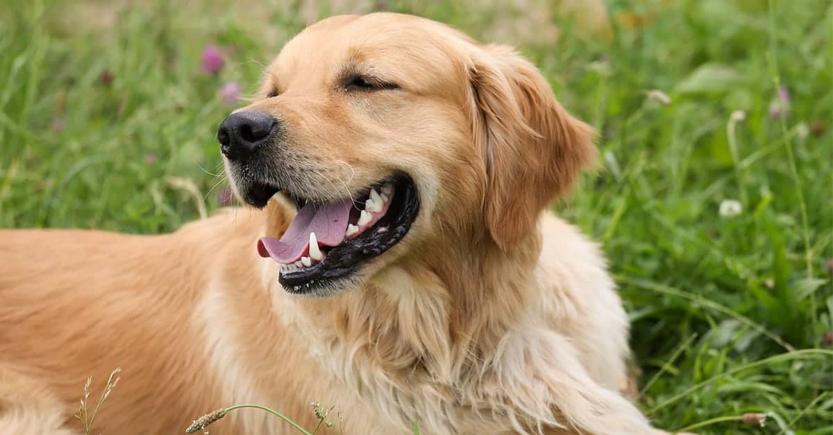 how to groom golden retriever