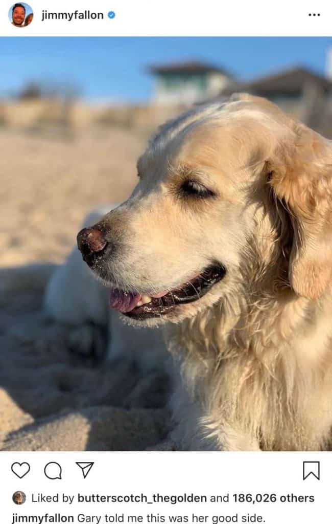 jimmy fallon golden retriever gary