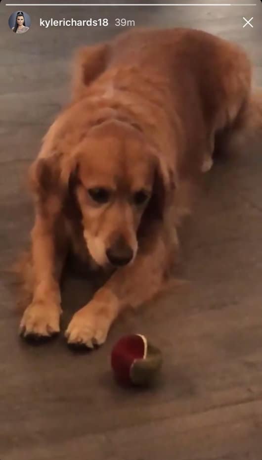 kyle richards golden retriever bambi