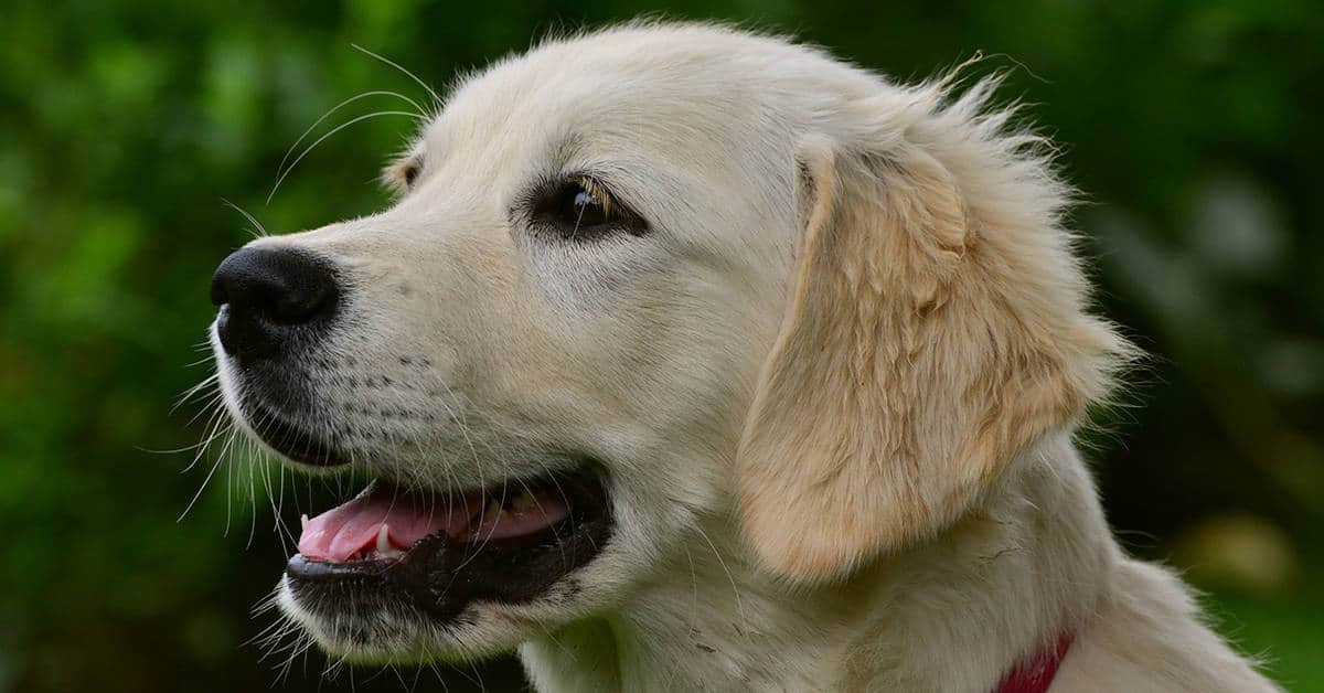 male golden retriever names