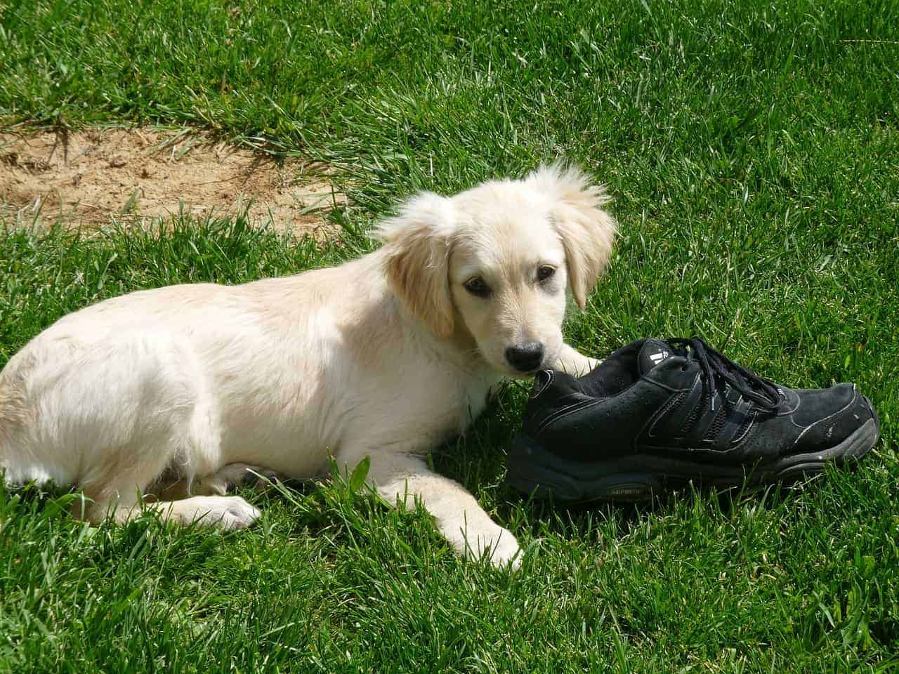 crate training for potty training golden retriever