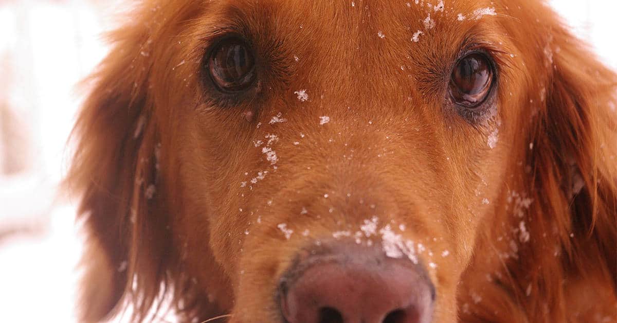 red golden retriever
