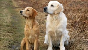 types of golden retrievers
