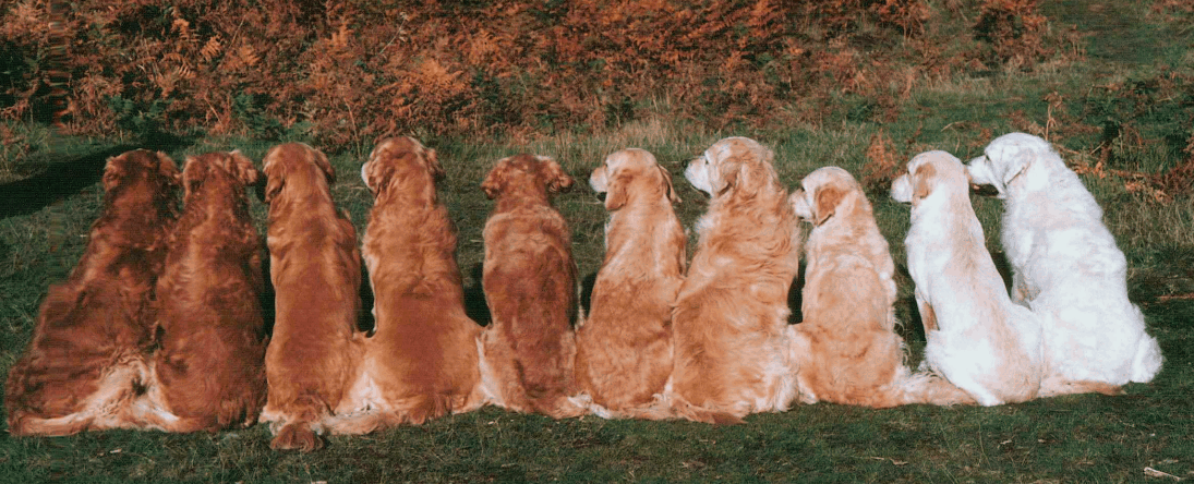types of golden retrievers color