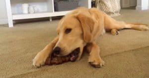 best toys golden retriever puppies