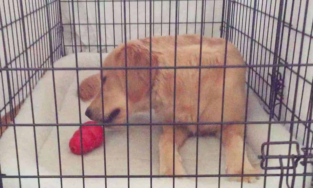 what size crate for adult golden retrievers