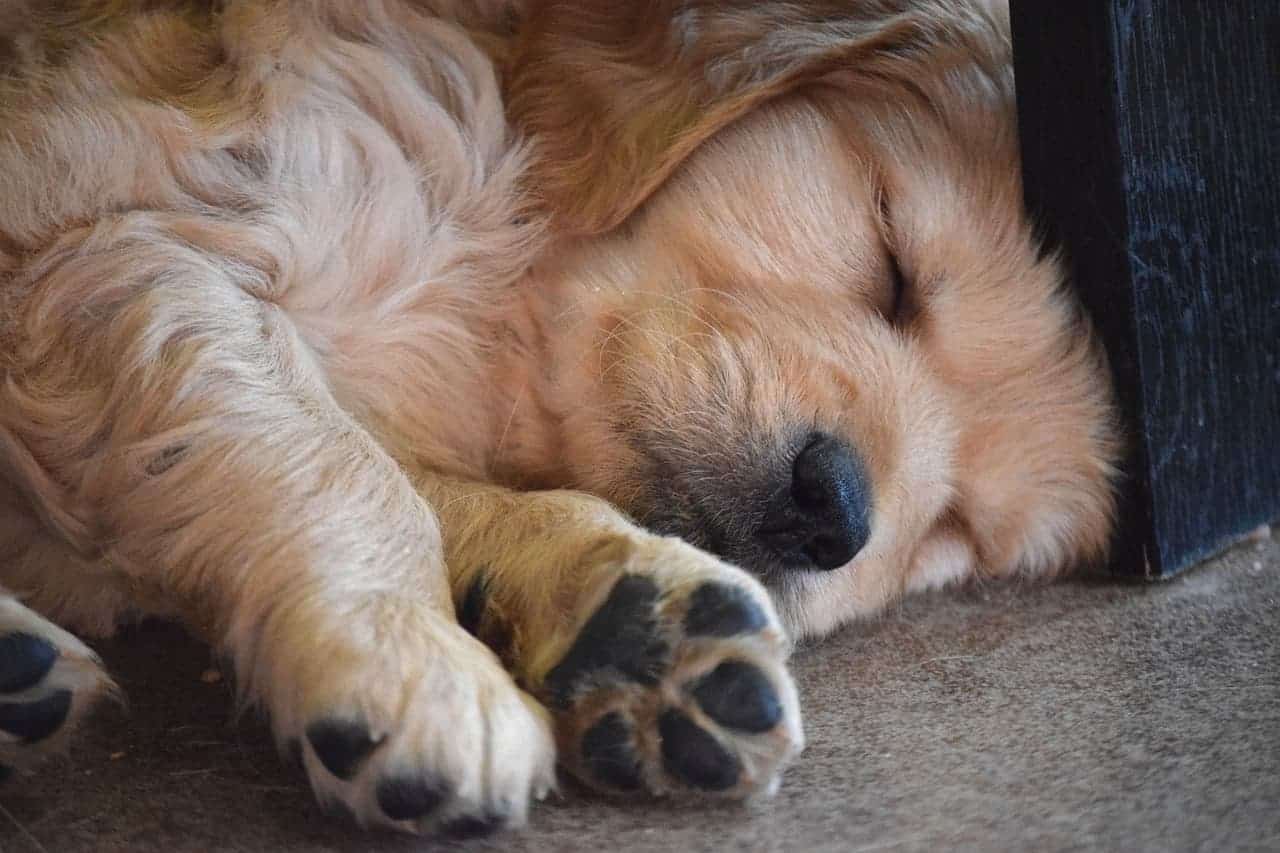 crate train golden retriever puppy at night