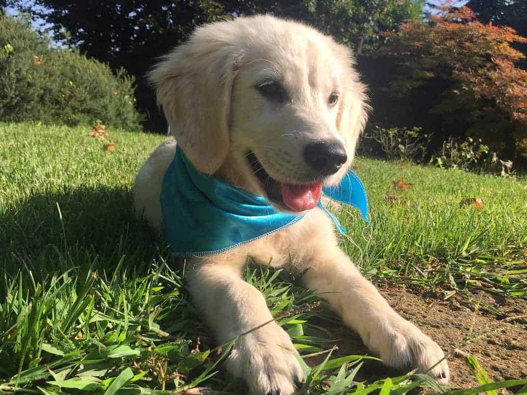 crate training golden retriever puppy