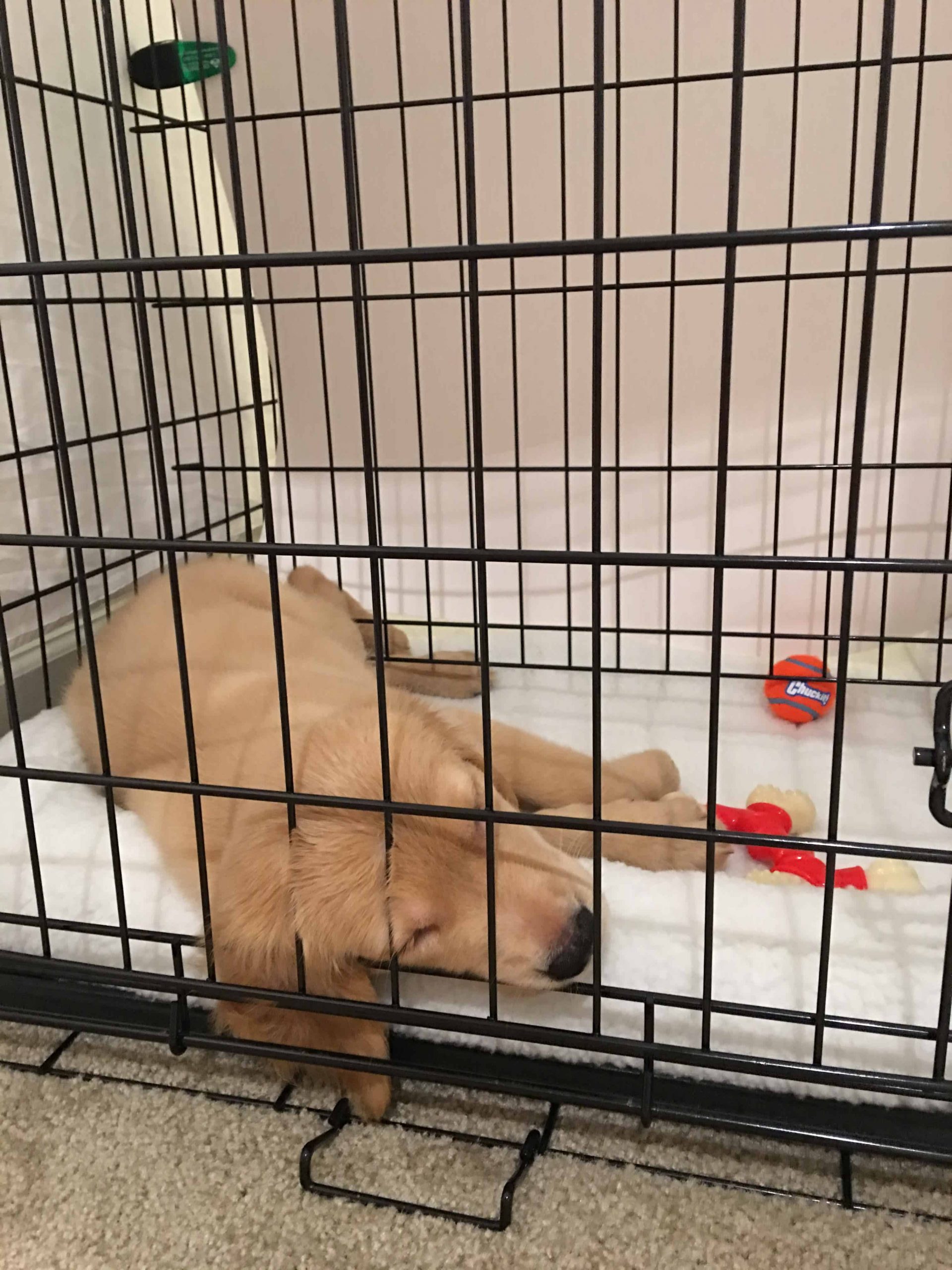 what crate size for golden retriever puppies