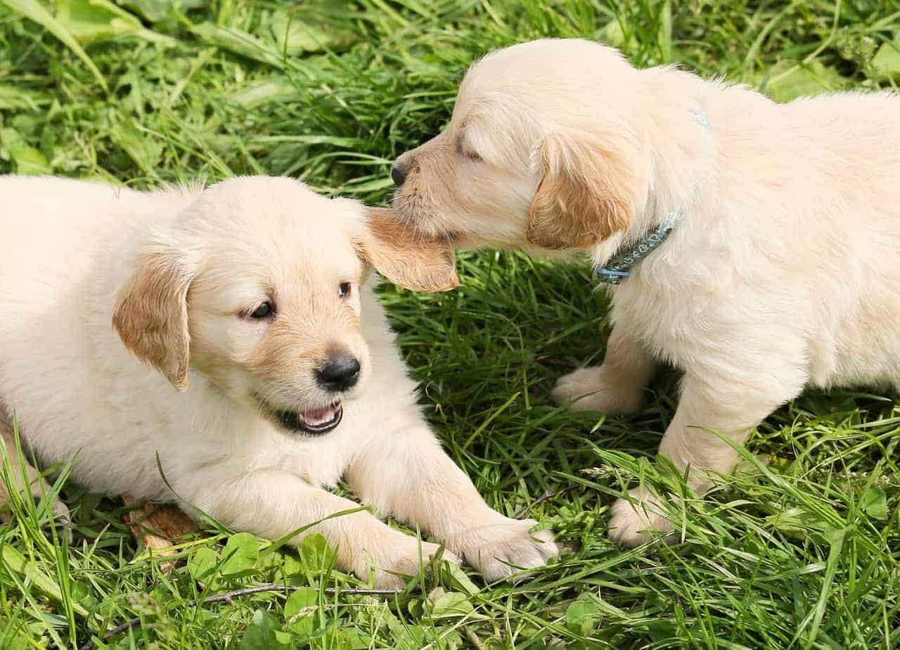 golden retriever puppy nipping