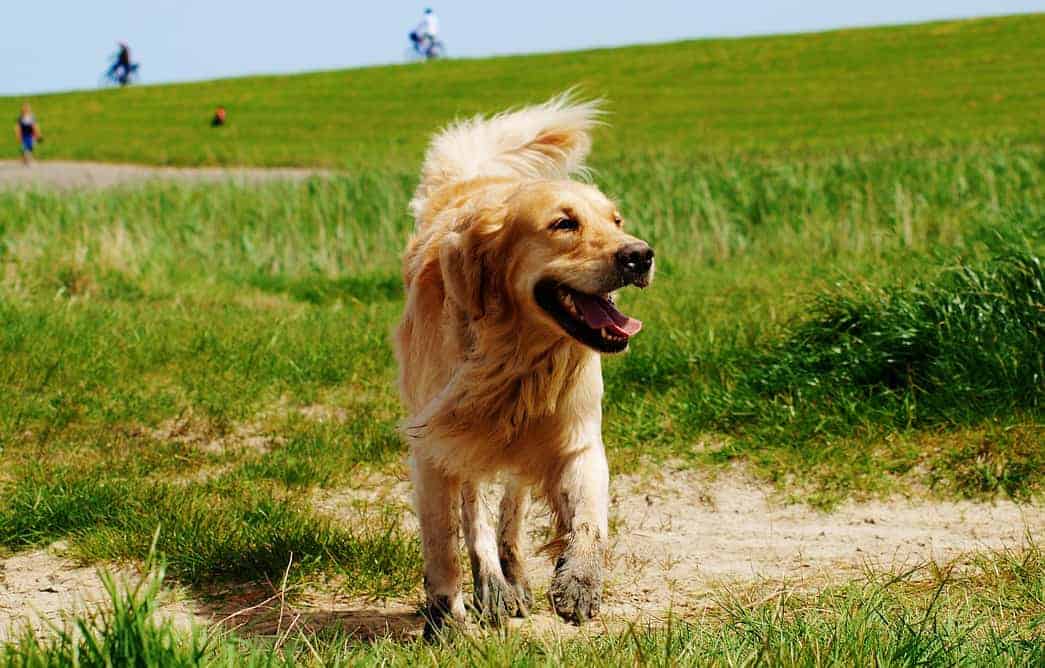 golden retriever rescue california
