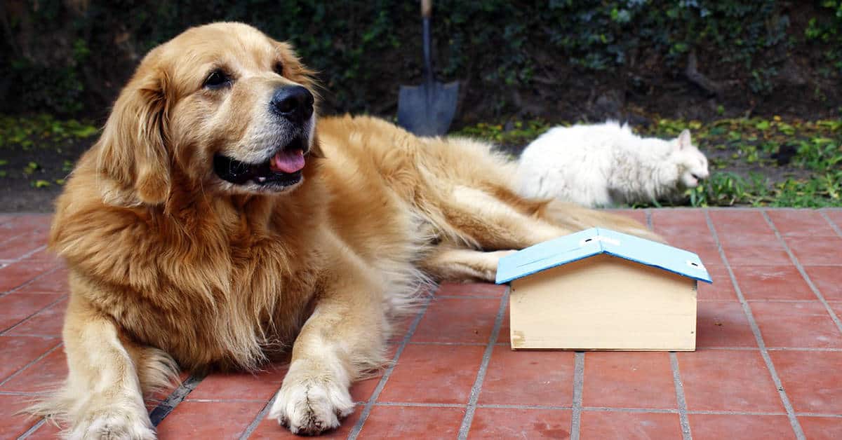golden retriever rescue colorado
