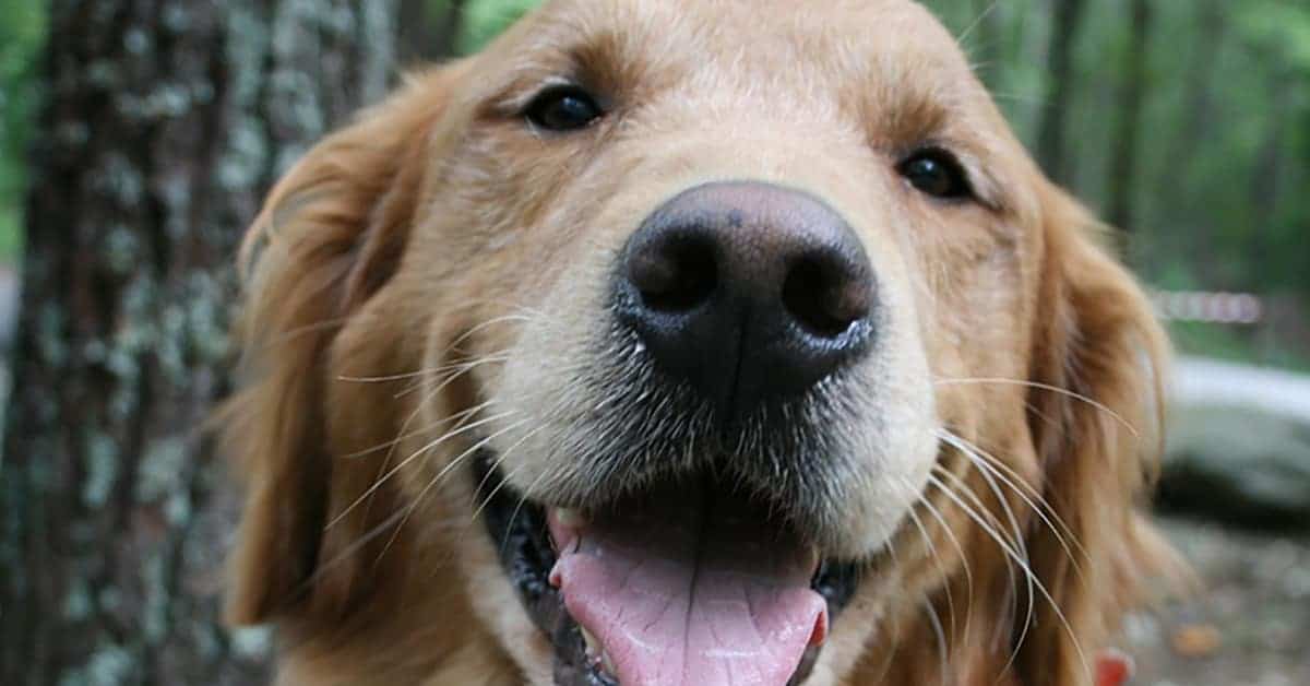 golden retriever rescues in california