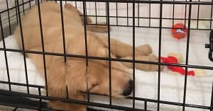 how to crate train your golden retriever puppy
