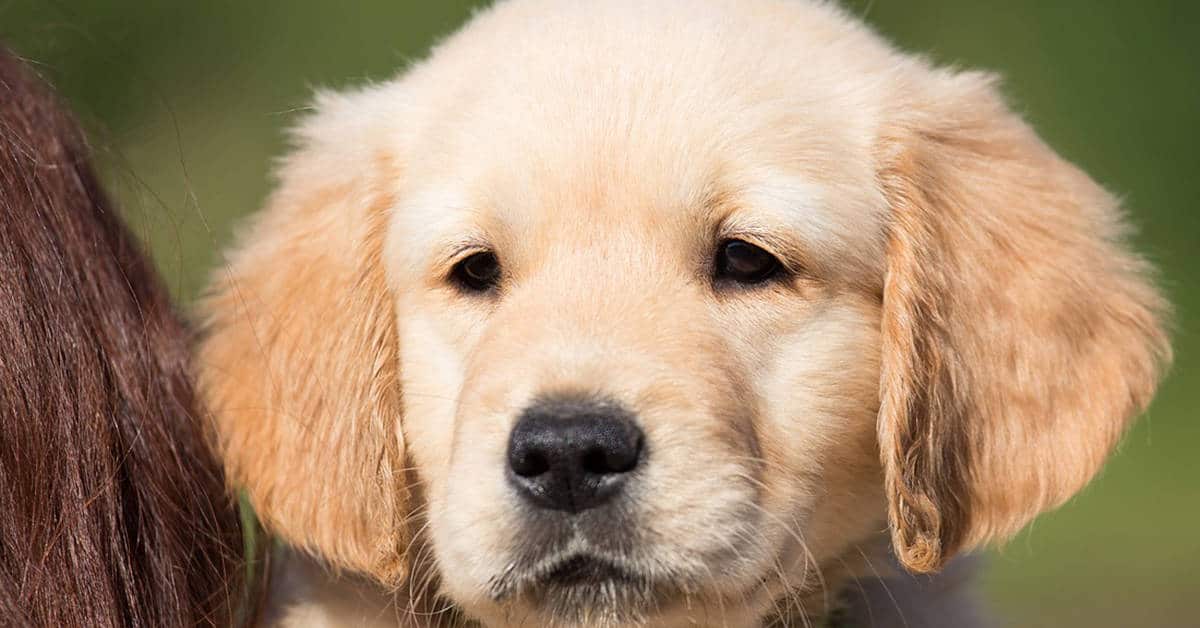how to pick a golden retriever puppy