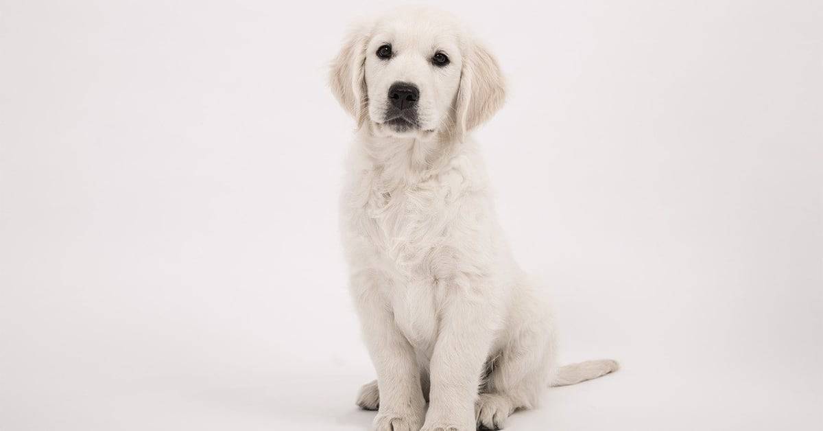 white golden retriever