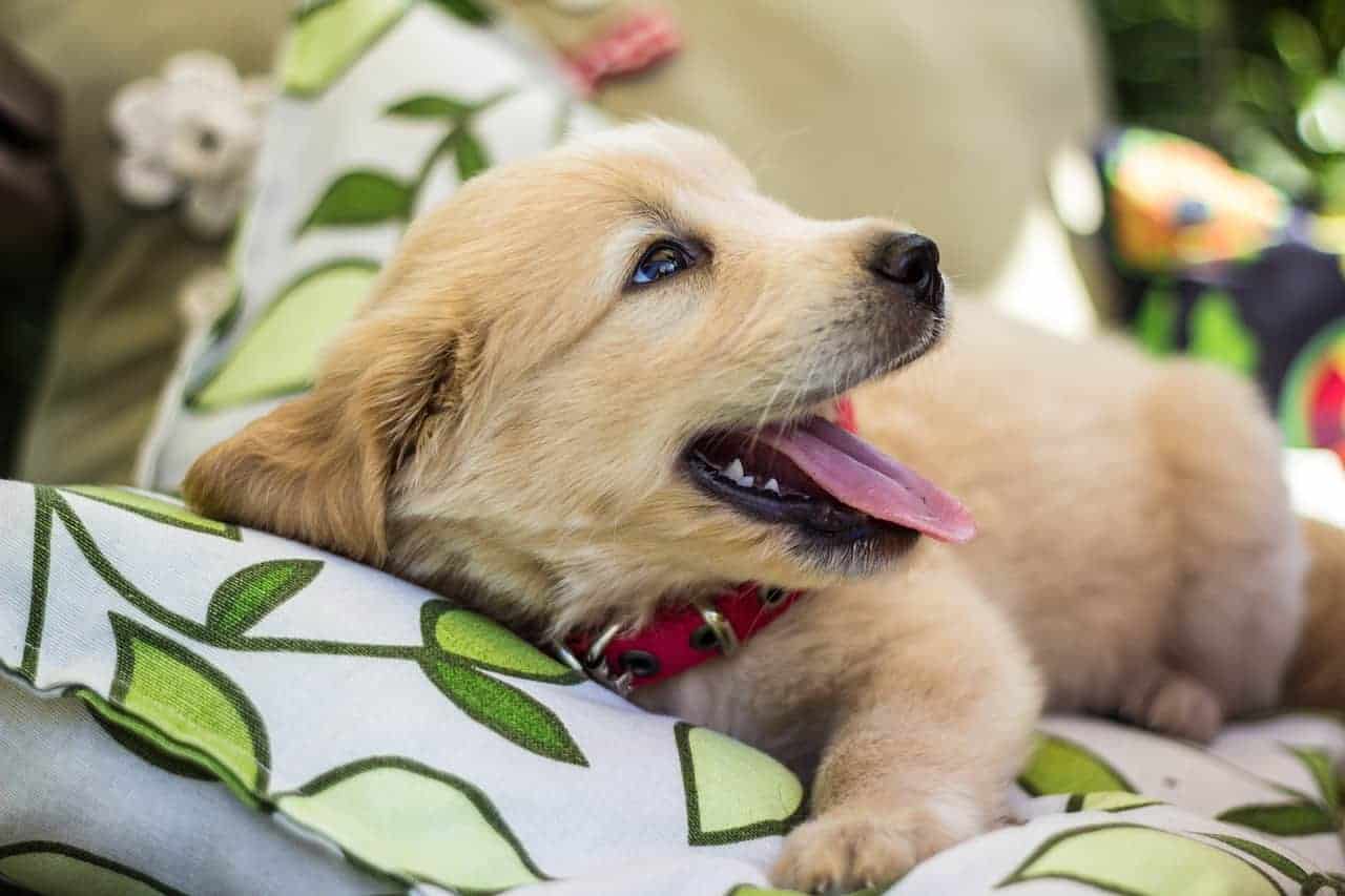 why golden retriever puppies bite